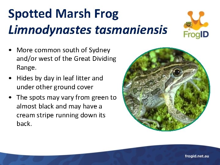 Spotted Marsh Frog Limnodynastes tasmaniensis • More common south of Sydney and/or west of