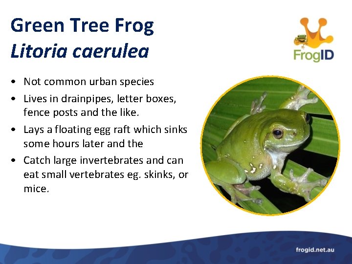 Green Tree Frog Litoria caerulea • Not common urban species • Lives in drainpipes,