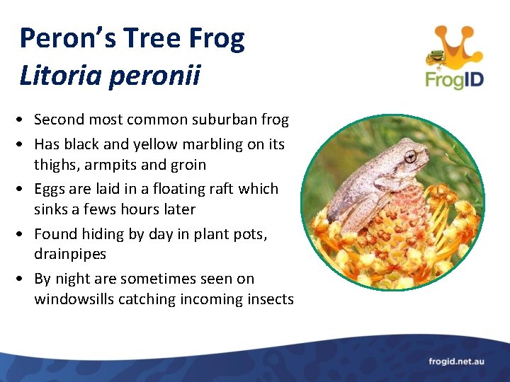 Peron’s Tree Frog Litoria peronii • Second most common suburban frog • Has black