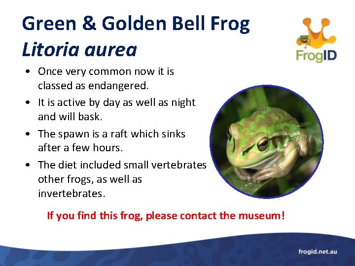 Green & Golden Bell Frog Litoria aurea • Once very common now it is