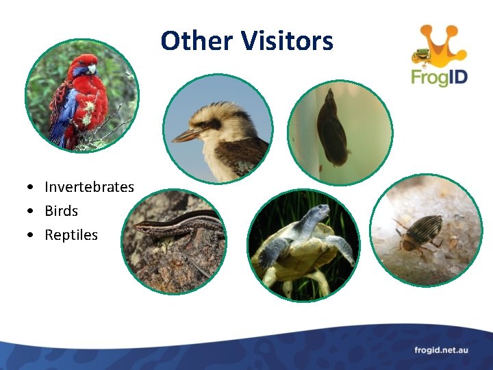 Other Visitors • Invertebrates • Birds • Reptiles 