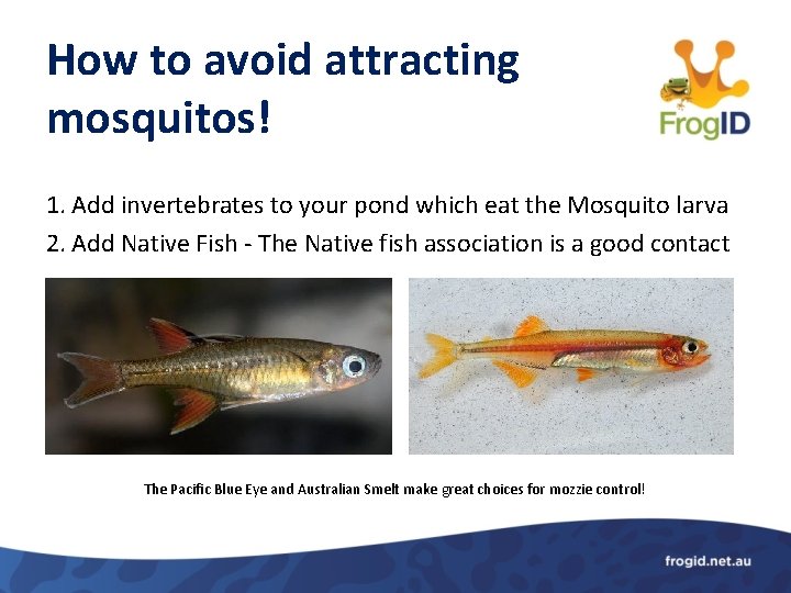 How to avoid attracting mosquitos! 1. Add invertebrates to your pond which eat the