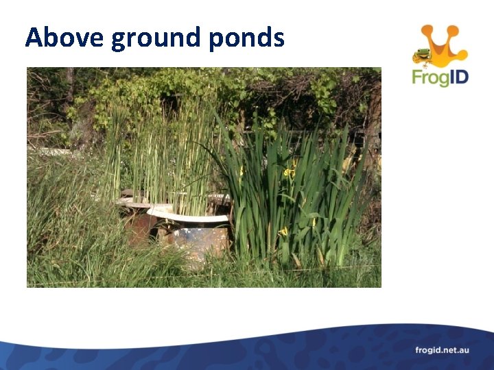 Above ground ponds 