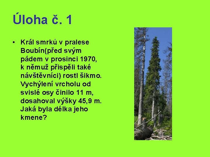 Úloha č. 1 • Král smrků v pralese Boubín(před svým pádem v prosinci 1970,