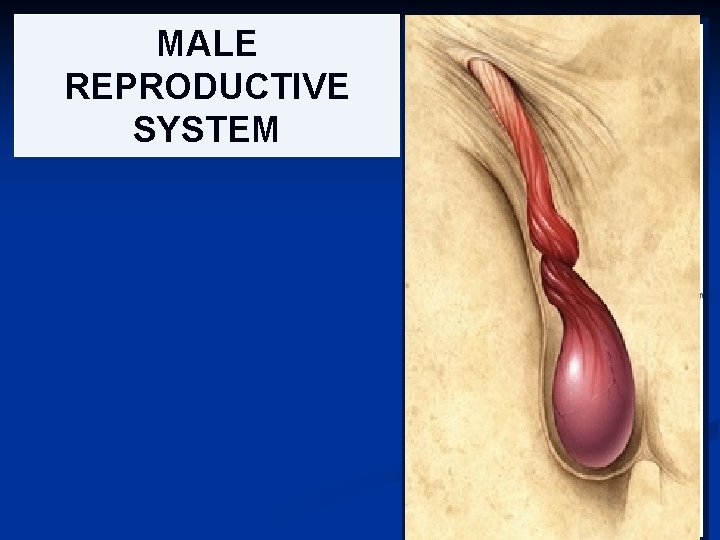MALE REPRODUCTIVE SYSTEM 1 