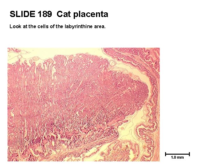 SLIDE 189 Cat placenta Look at the cells of the labyrinthine area. 1. 0