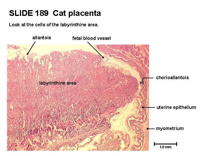 SLIDE 189 Cat placenta Look at the cells of the labyrinthine area. allantois fetal