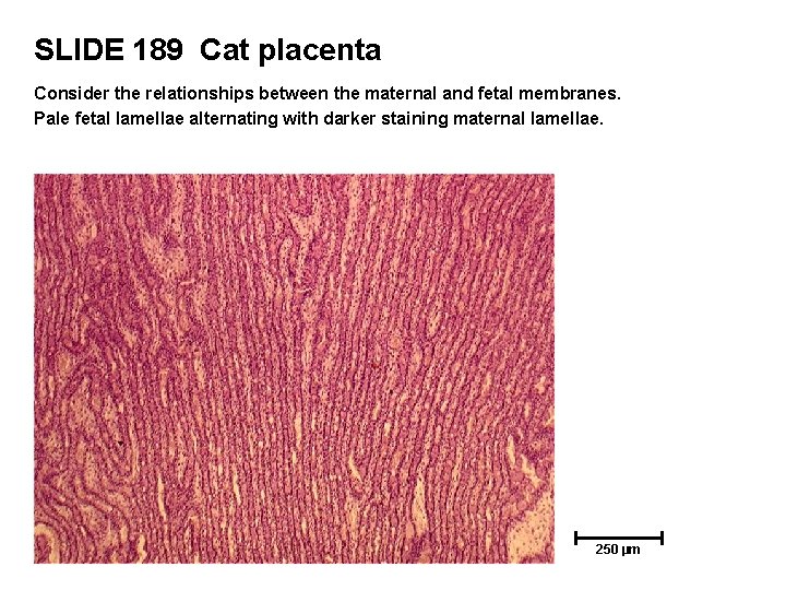 SLIDE 189 Cat placenta Consider the relationships between the maternal and fetal membranes. Pale