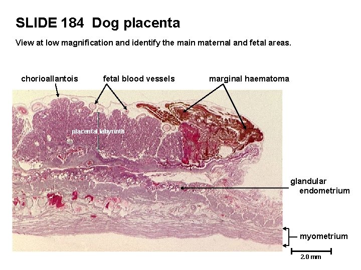 SLIDE 184 Dog placenta View at low magnification and identify the main maternal and