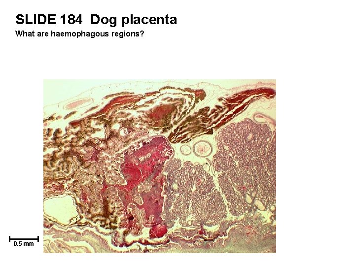 SLIDE 184 Dog placenta What are haemophagous regions? 0. 5 mm 