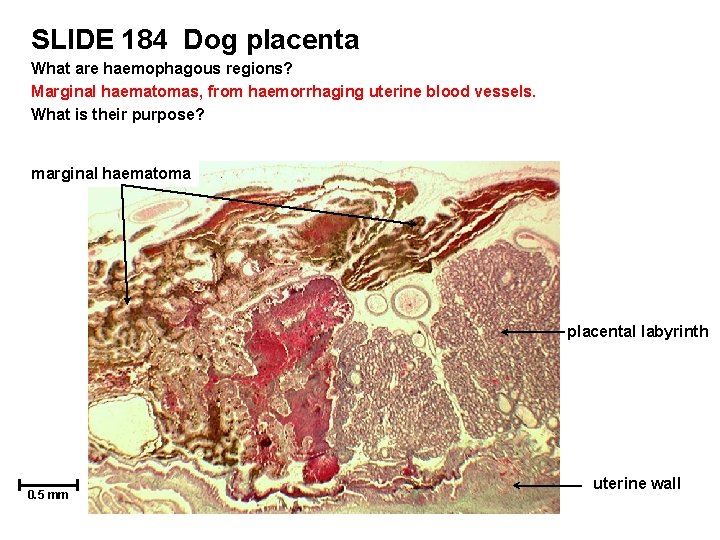 SLIDE 184 Dog placenta What are haemophagous regions? Marginal haematomas, from haemorrhaging uterine blood