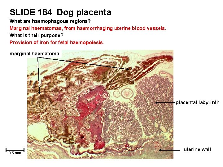 SLIDE 184 Dog placenta What are haemophagous regions? Marginal haematomas, from haemorrhaging uterine blood