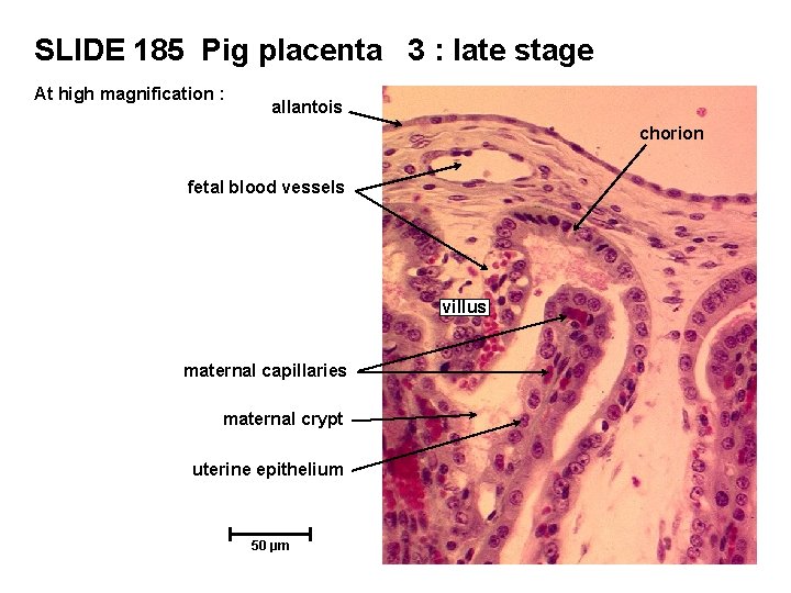 SLIDE 185 Pig placenta 3 : late stage At high magnification : allantois chorion