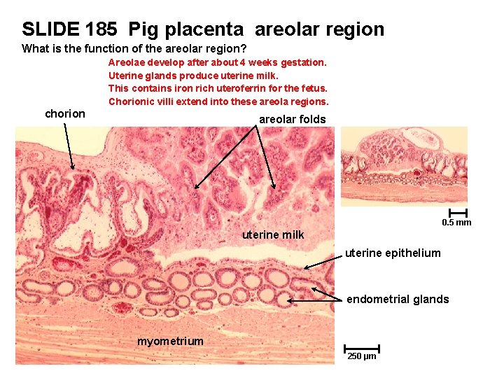 SLIDE 185 Pig placenta areolar region What is the function of the areolar region?