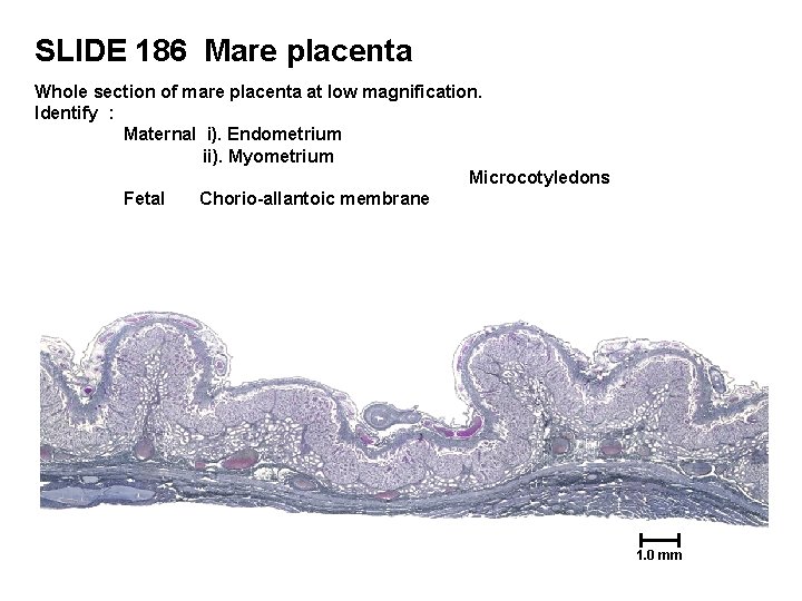 SLIDE 186 Mare placenta Whole section of mare placenta at low magnification. Identify :