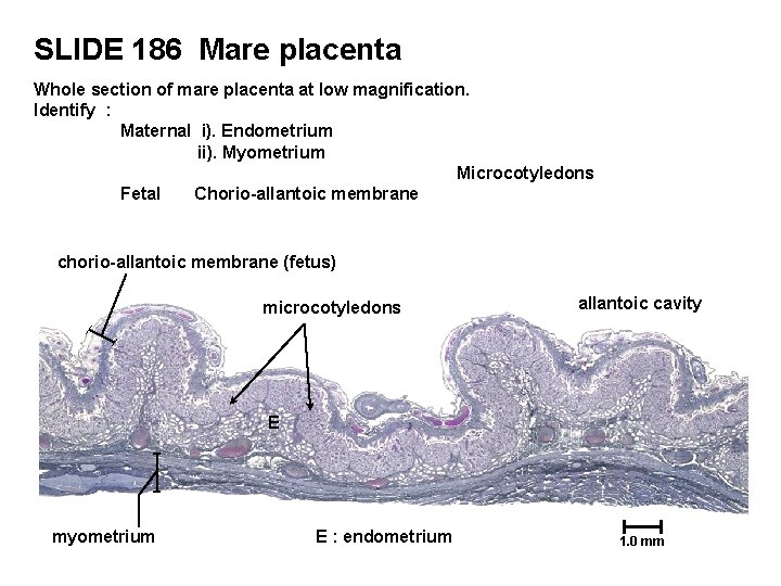 SLIDE 186 Mare placenta Whole section of mare placenta at low magnification. Identify :