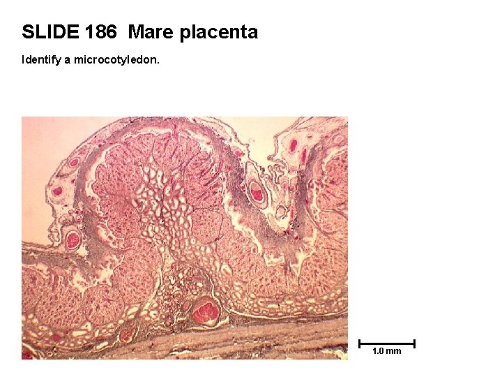 SLIDE 186 Mare placenta Identify a microcotyledon. 1. 0 mm 