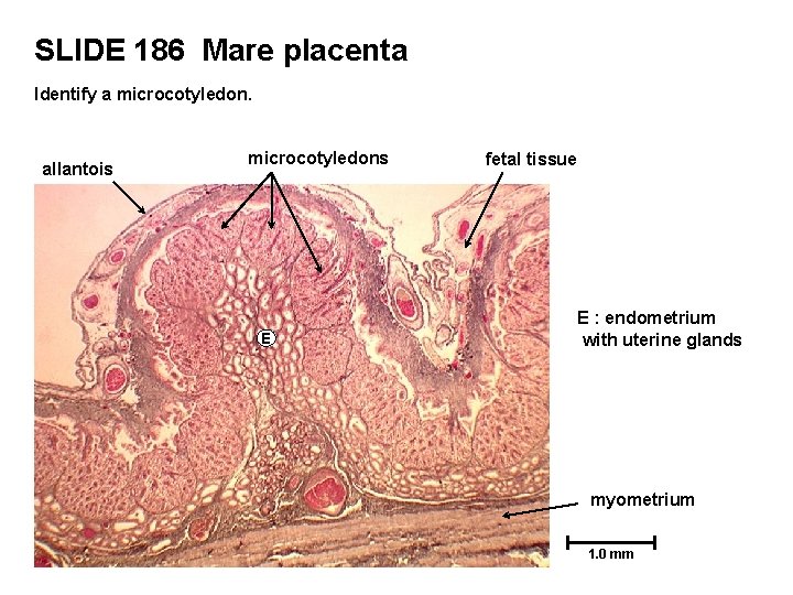 SLIDE 186 Mare placenta Identify a microcotyledon. allantois microcotyledons E fetal tissue E :