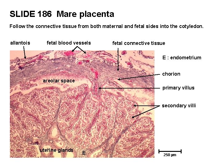 SLIDE 186 Mare placenta Follow the connective tissue from both maternal and fetal sides