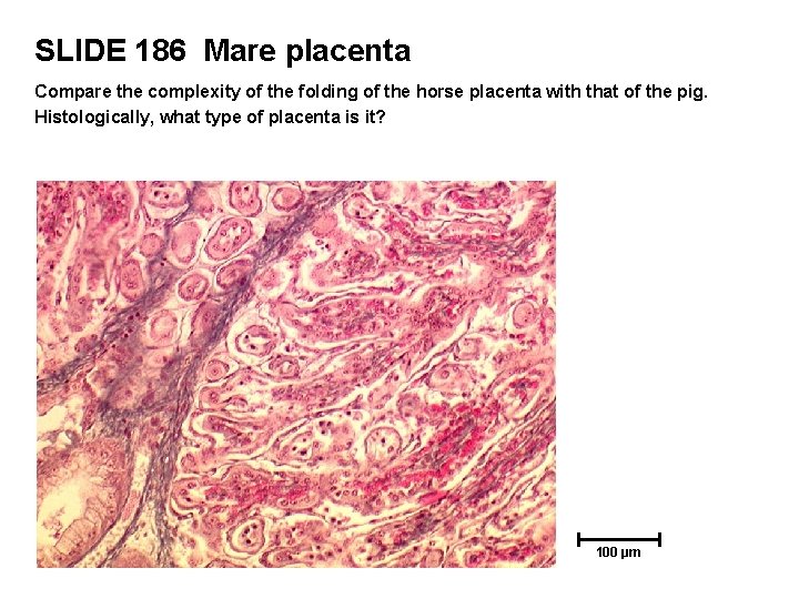 SLIDE 186 Mare placenta Compare the complexity of the folding of the horse placenta