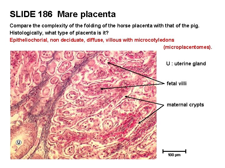 SLIDE 186 Mare placenta Compare the complexity of the folding of the horse placenta