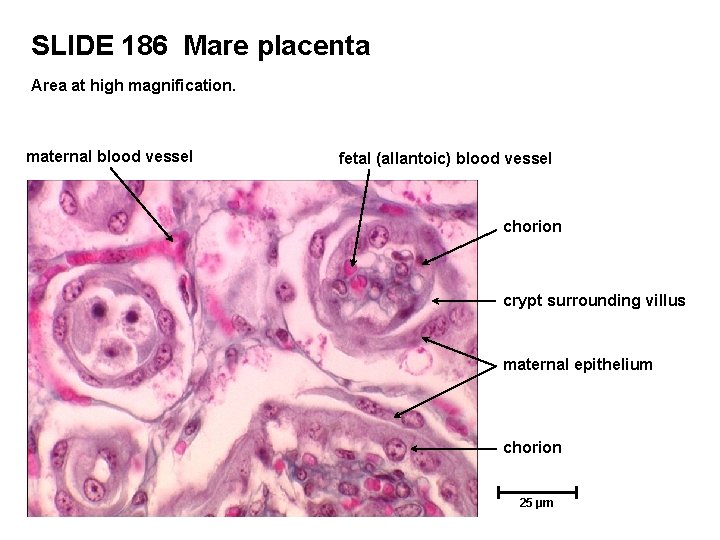 SLIDE 186 Mare placenta Area at high magnification. maternal blood vessel fetal (allantoic) blood