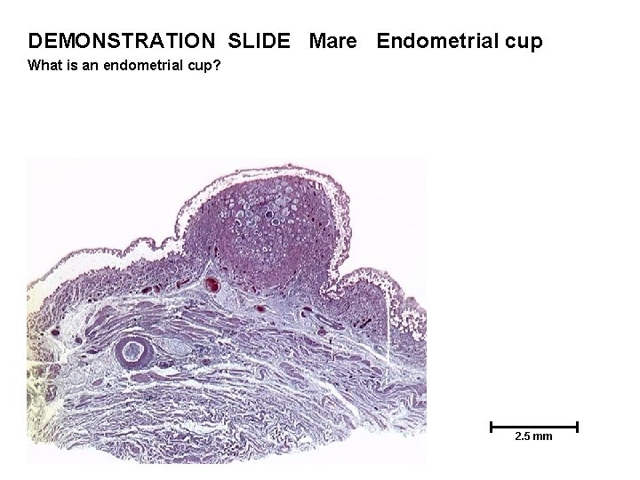 DEMONSTRATION SLIDE Mare Endometrial cup What is an endometrial cup? 2. 5 mm 