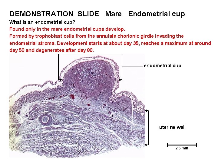 DEMONSTRATION SLIDE Mare Endometrial cup What is an endometrial cup? Found only in the