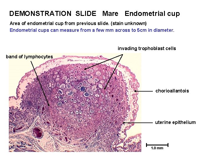 DEMONSTRATION SLIDE Mare Endometrial cup Area of endometrial cup from previous slide. (stain unknown)