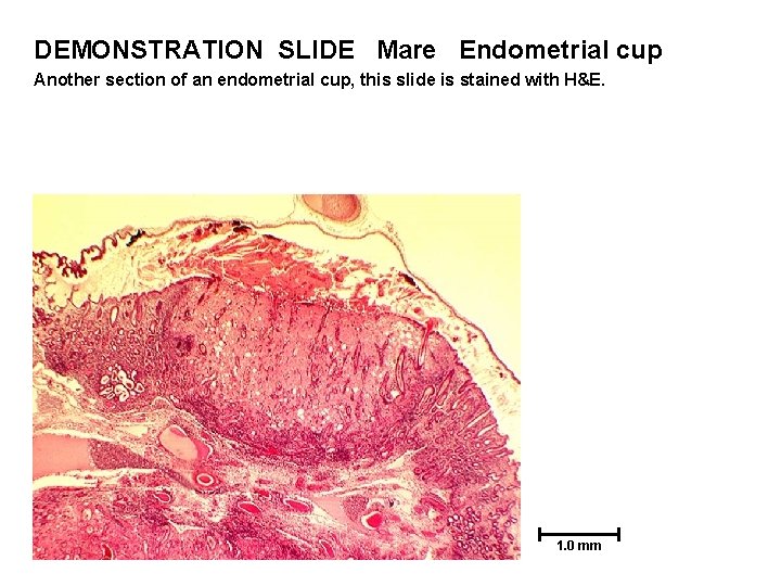 DEMONSTRATION SLIDE Mare Endometrial cup Another section of an endometrial cup, this slide is