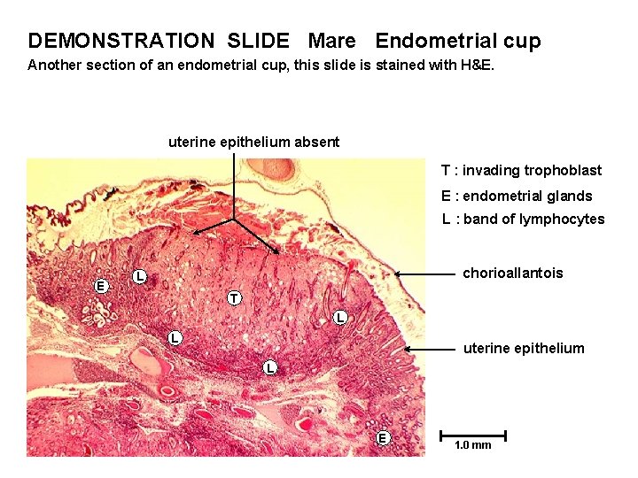 DEMONSTRATION SLIDE Mare Endometrial cup Another section of an endometrial cup, this slide is