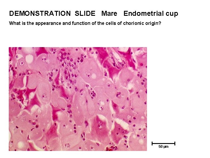 DEMONSTRATION SLIDE Mare Endometrial cup What is the appearance and function of the cells