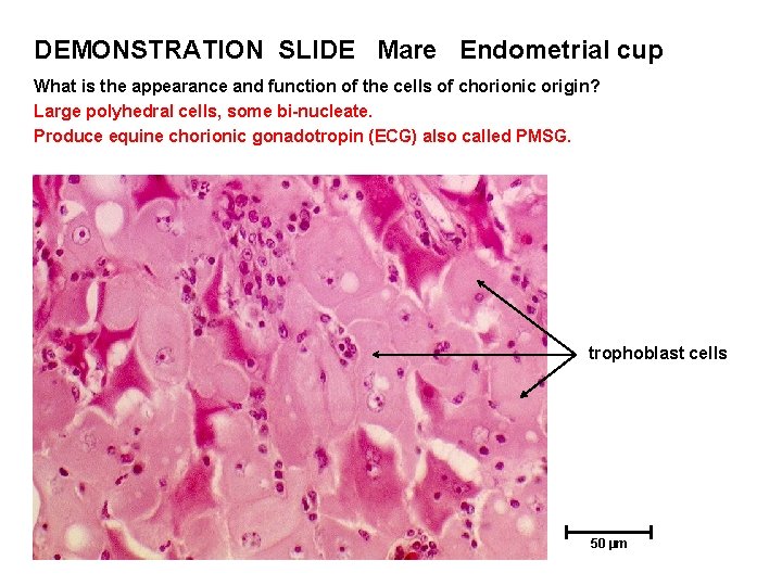 DEMONSTRATION SLIDE Mare Endometrial cup What is the appearance and function of the cells