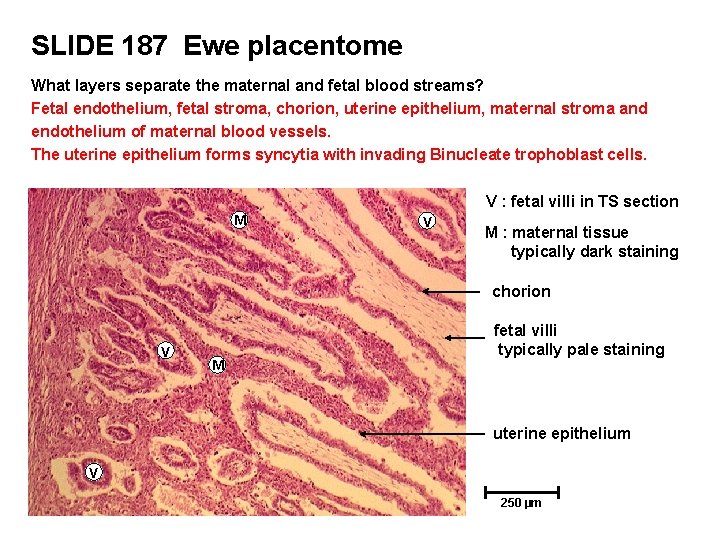 SLIDE 187 Ewe placentome What layers separate the maternal and fetal blood streams? Fetal