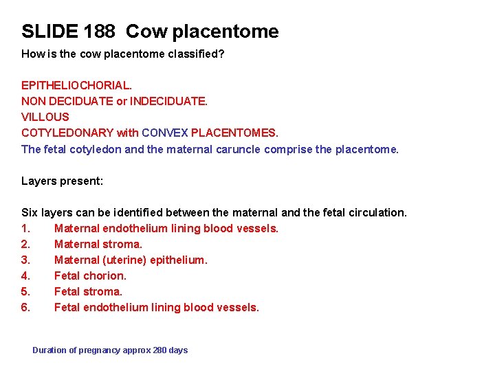 SLIDE 188 Cow placentome How is the cow placentome classified? EPITHELIOCHORIAL. NON DECIDUATE or