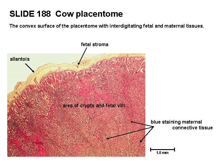 SLIDE 188 Cow placentome The convex surface of the placentome with interdigitating fetal and