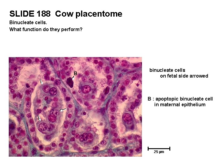 SLIDE 188 Cow placentome Binucleate cells. What function do they perform? B binucleate cells