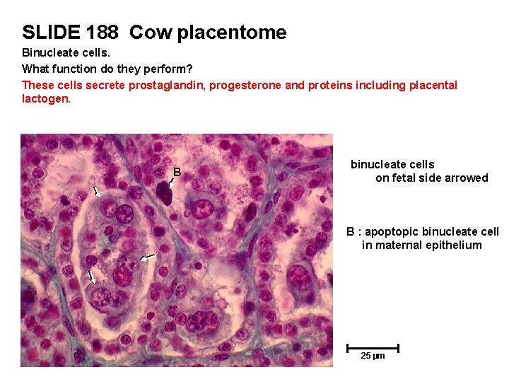 SLIDE 188 Cow placentome Binucleate cells. What function do they perform? These cells secrete