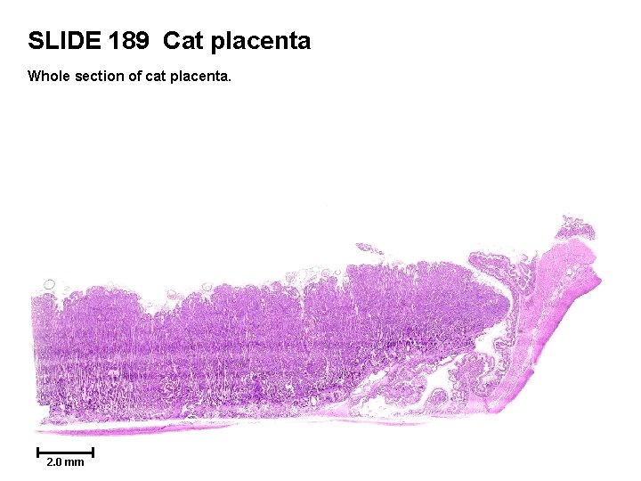 SLIDE 189 Cat placenta Whole section of cat placenta. 2. 0 mm 