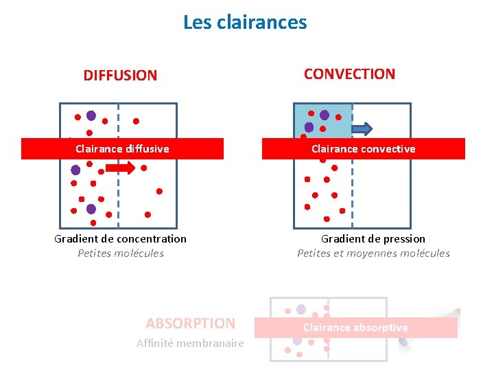Les clairances DIFFUSION Clairance diffusive Gradient de concentration Petites molécules ABSORPTION Affinité membranaire CONVECTION