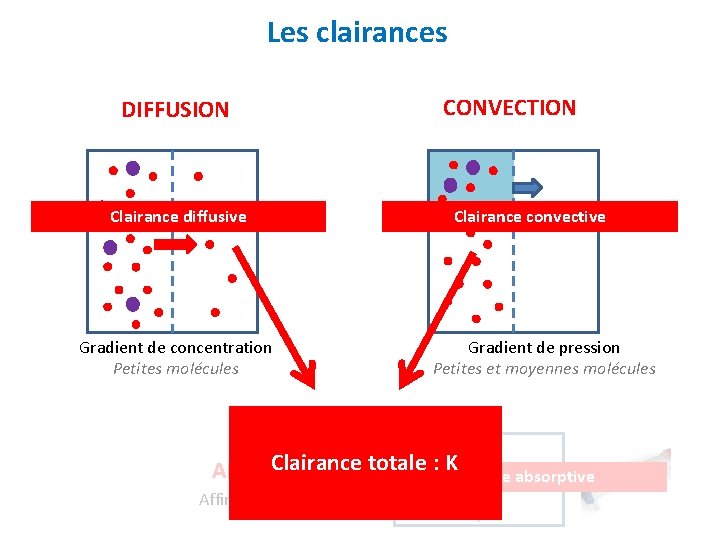Les clairances DIFFUSION Clairance diffusive Gradient de concentration Petites molécules CONVECTION Clairance convective Gradient