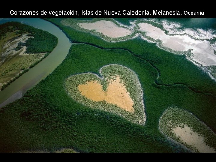 Corazones de vegetación, Islas de Nueva Caledonia, Melanesia, Oceanía Corazones de vegetación, Islas de Nueva Caledonia, Melanesia, Oceanía