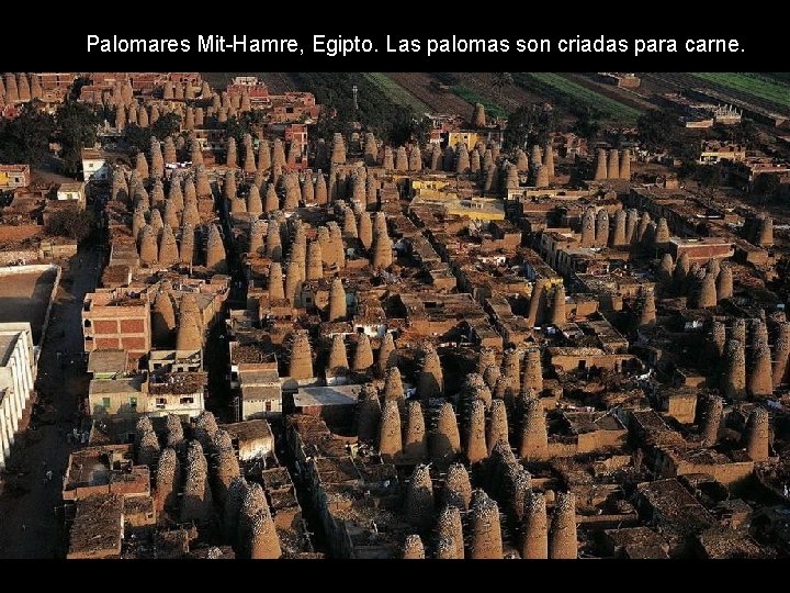 Palomares Mit-Hamre, Egipto. Las palomas son criadas para carne. Palomares Mit-Hamre, Egipto. Las palomas son criadas para carne.