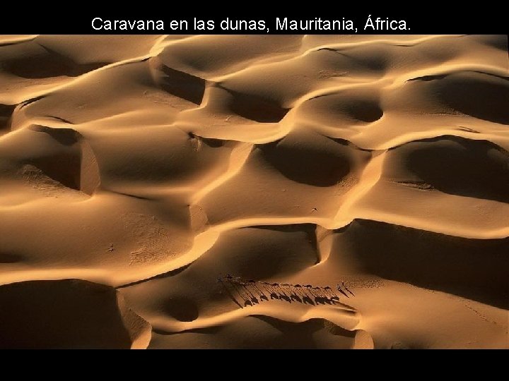 Caravana en las dunas, Mauritania, África. Caravana en las dunas, Mauritania, África.