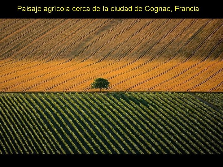 Paisaje agrícola cerca de la ciudad de Cognac, Francia Paisaje agrícola cerca de la ciudad de Cognac, Francia