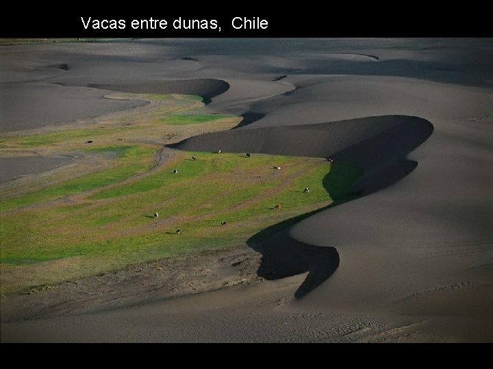 Vacas entre dunas, Chile Vacas entre dunas, Chile