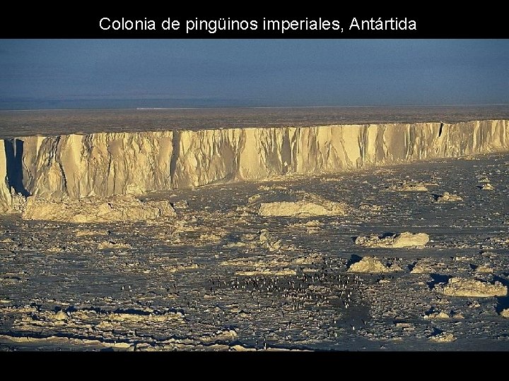 Colonia de pingüinos imperiales, Antártida Colonia de pingüinos imperiales, Antártida