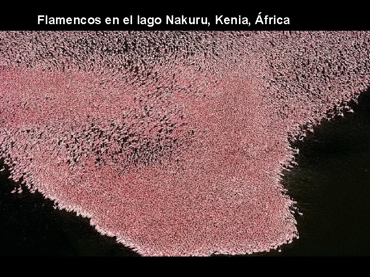 Flamencos en el lago Nakuru, Kenia, África Flamencos en el lago Nakuru, Kenia, África