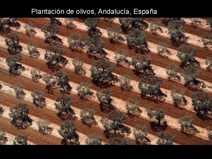 Plantación de olivos, Andalucía, España Plantación de olivos, Andalucía, España