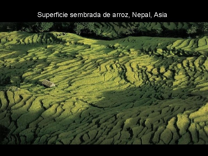 Superficie sembrada de arroz, Nepal, Asia Superficie sembrada de arroz, Nepal, Asia